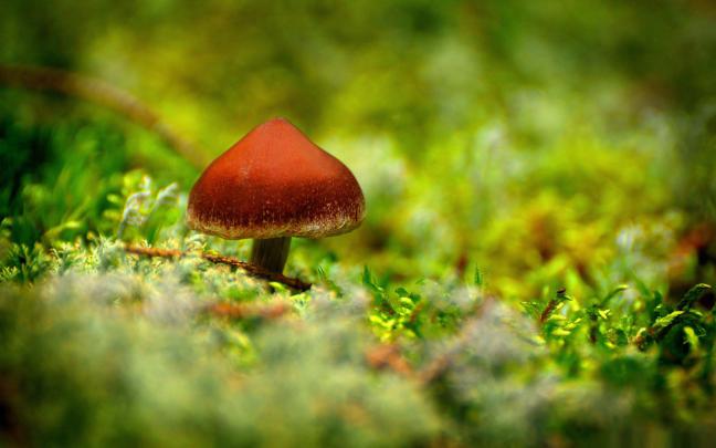 mushroom wallpaper free - HD Desktop Wallpapers