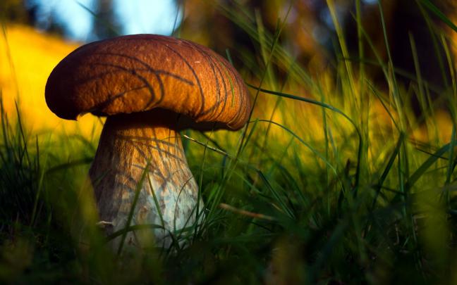 High resolution picture of mushroom, desktop wallpaper of boletus 