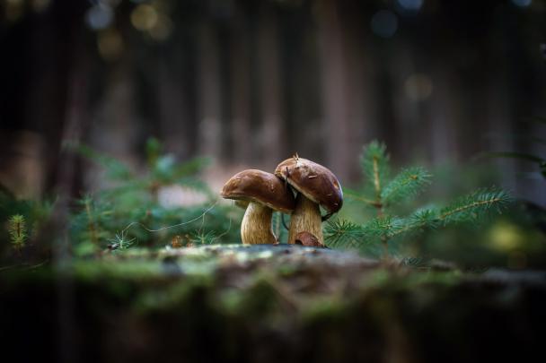 Mushroom Forest Wallpaper (64+ images)