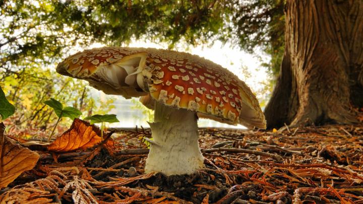 nature, Mushroom Wallpapers HD \/ Desktop and Mobile Backgrounds