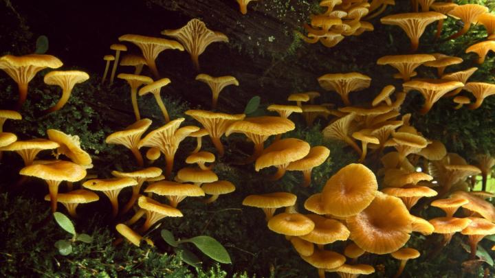 Free download Mushroom wallpaper 12815 [1920x1080] for your Desktop 