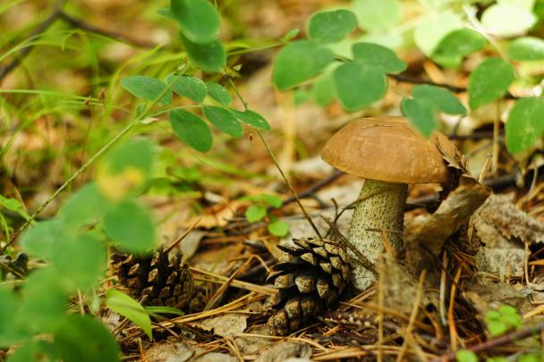 Best desktop wallpaper of mushroom, wallpaper of cones, grass 