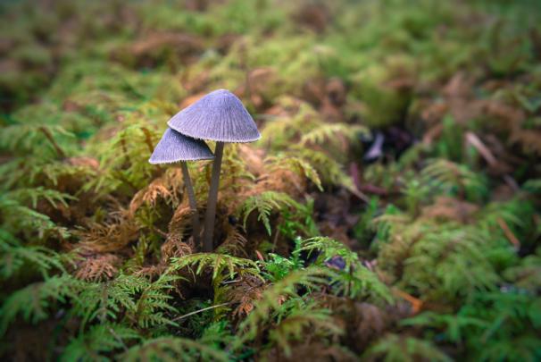 mushroom, Moss, Macro, Forest Wallpapers HD \/ Desktop and Mobile 