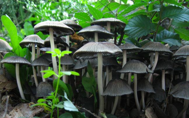 mushroom wallpaper awesome - HD Desktop Wallpapers