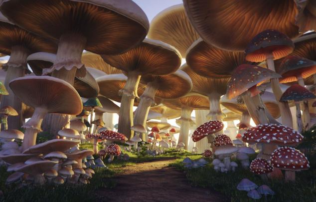 Mushroom Aesthetic Wallpapers
