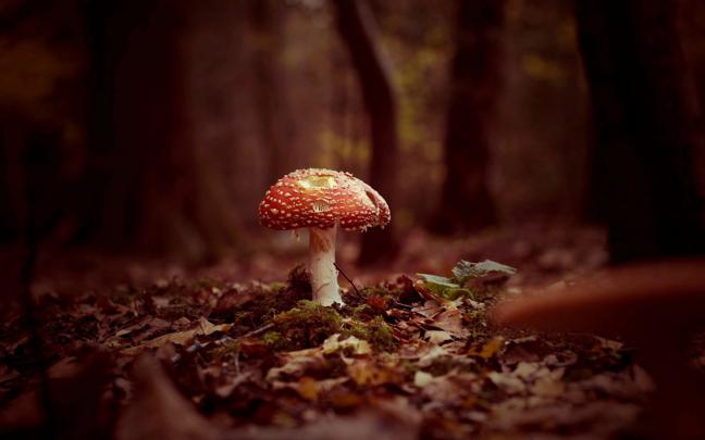 mushroom wallpaper computer - HD Desktop Wallpapers