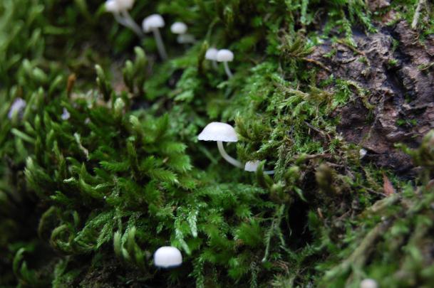 HD photo of Mushroom, desktop wallpaper of moss, small | ImageBank.biz