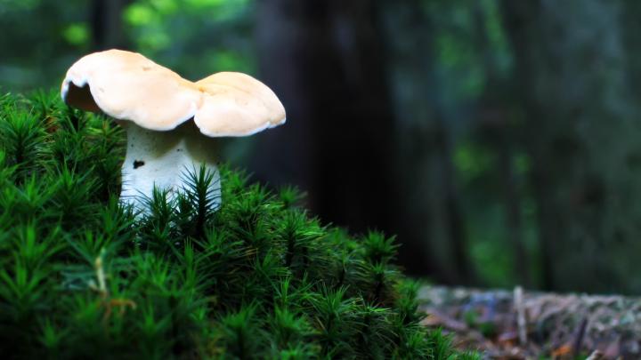 Neon Mushroom Wallpaper (56+ images)