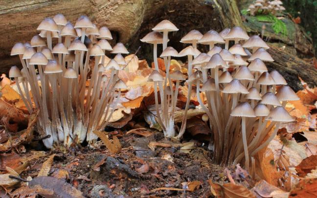 nature, Mushroom Wallpapers HD \/ Desktop and Mobile Backgrounds