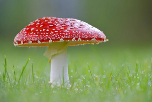nature, Mushroom Wallpapers HD \/ Desktop and Mobile Backgrounds