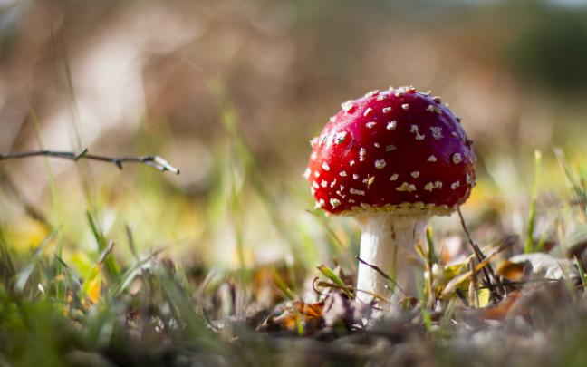 mushroom wallpaper autumn - HD Desktop Wallpapers