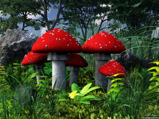 forests fun mushrooms \u2013 Nature Other HD Desktop Wallpaper