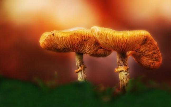 mushroom wallpaper magnificent - HD Desktop Wallpapers
