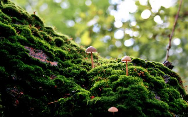 mushroom wallpaper landscape - HD Desktop Wallpapers