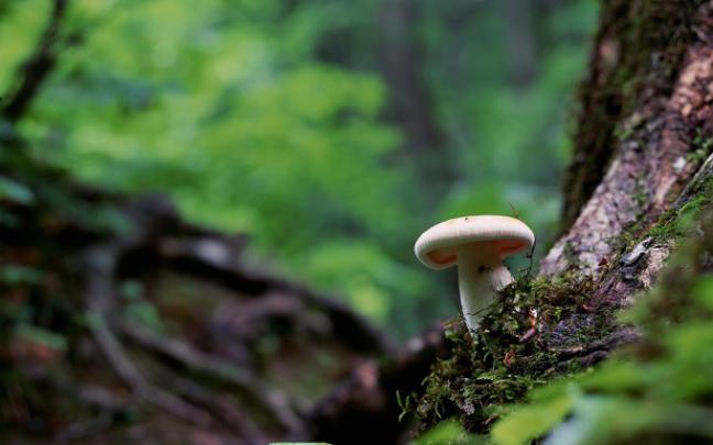 mushroom wallpaper brown - HD Desktop Wallpapers