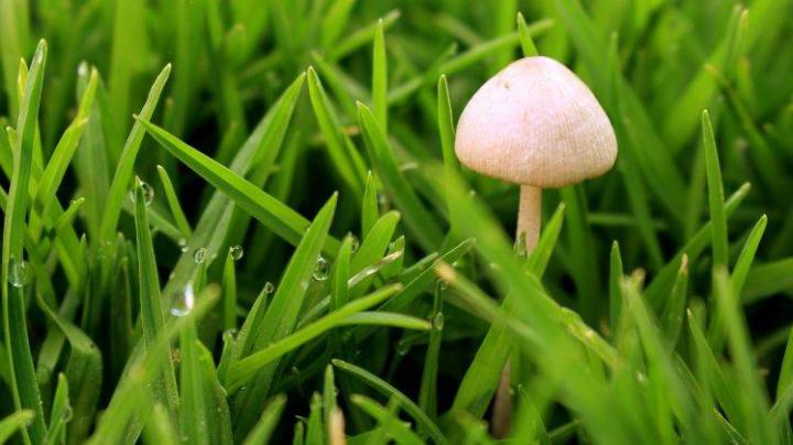 nature, Mushroom Wallpapers HD \/ Desktop and Mobile Backgrounds