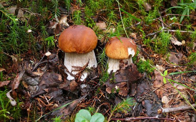 mushroom Wallpapers HD \/ Desktop and Mobile Backgrounds