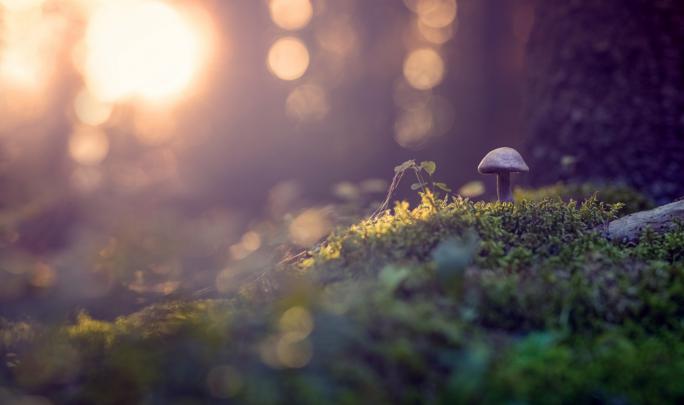 bokeh, Nature, Mushroom, Plants Wallpapers HD \/ Desktop and Mobile 