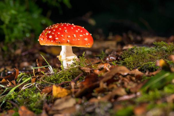 Mushroom Wallpapers And Desktop Backgrounds - All HD Wallpapers