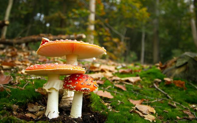 [49+] Mushroom Wallpapers for Desktop 