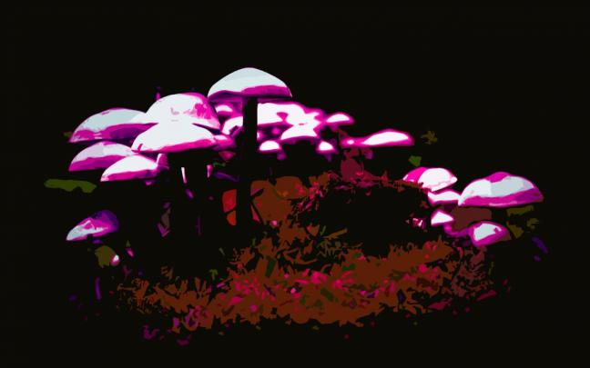 Trippy Mushroom Wallpaper (61+ images)