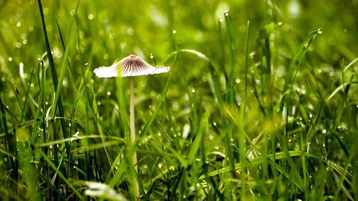 Best picture of mushroom, desktop wallpaper of grass, nature 