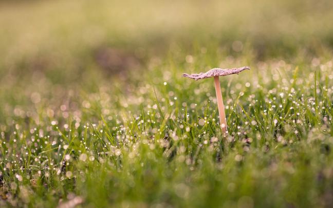 Best desktop wallpaper of mushroom, desktop wallpaper of grass, macro 
