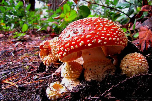 [49+] Mushroom Wallpapers for Desktop 