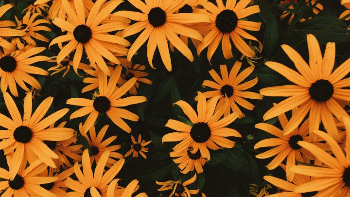 Orange Aesthetic Wallpapers