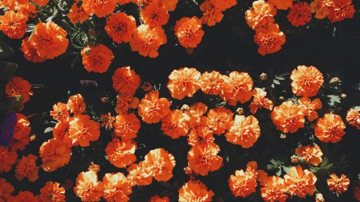 Orange Aesthetic Desktop Wallpaper | 2021 Cute Wallpapers