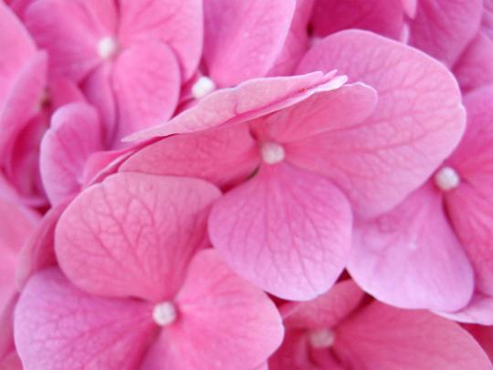 Pink Flower Desktop Wallpapers