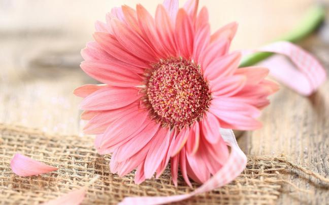 pink gerberas flower - HD Desktop Wallpapers