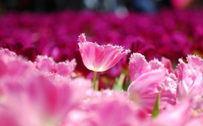 Pink Flower Desktop Wallpaper \u00b7\u2460 