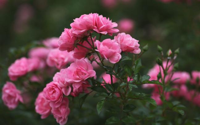 Pink Flowers Wallpapers \u00b7\u2460 