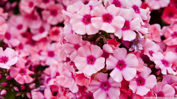 Pink Flower Garden high quality wallpaper (1600 x 900 ) - Flower Wallpaper