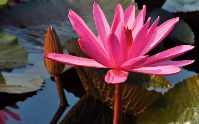 Pink Flower Desktop Wallpaper \u00b7\u2460 
