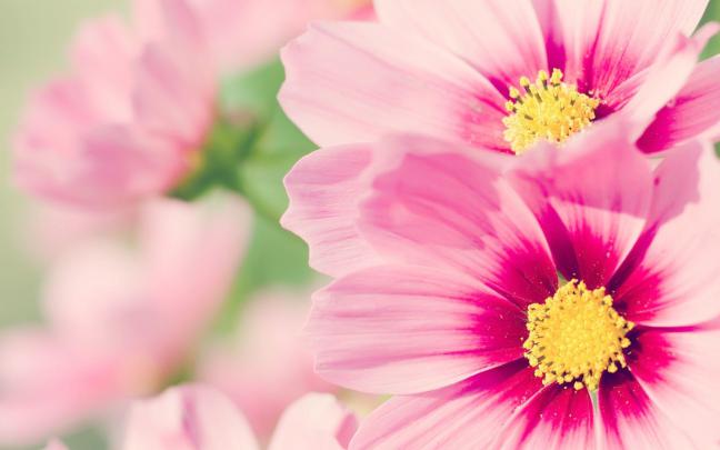 Pink Flower Desktop Wallpapers