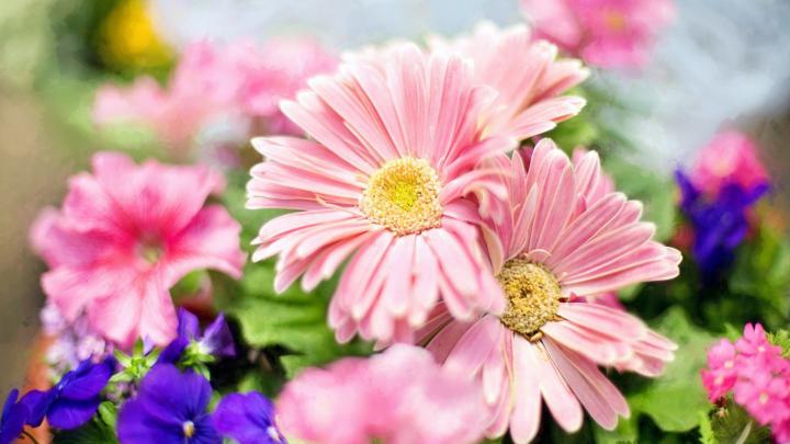 Pink Flower Desktop Wallpaper \u00b7\u2460 