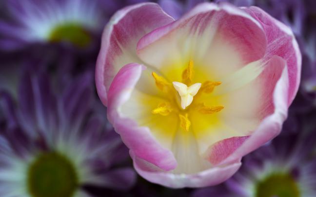 tulip flower pink - HD Desktop Wallpapers