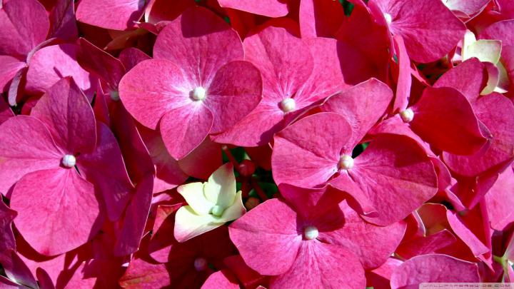 Pink Flower Desktop Wallpaper \u00b7\u2460 