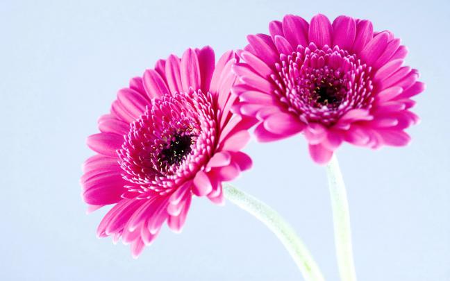 pink flower image - HD Desktop Wallpapers