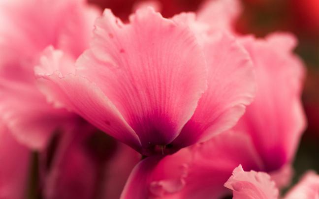 pink flower cyclamen close up - HD Desktop Wallpapers