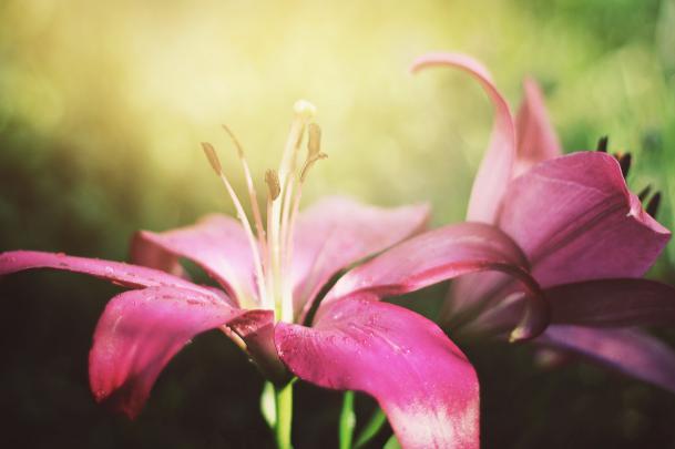 Beautiful desktop wallpaper of Lily flowers, wallpaper of beautiful 