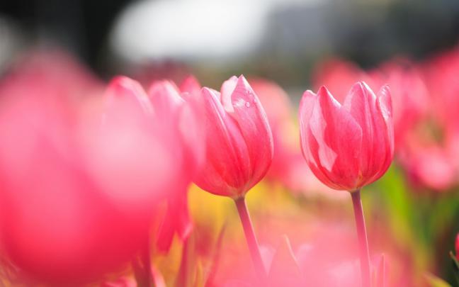 flowers pink tulips field photo - HD Desktop Wallpapers