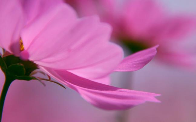Lovely Pink Flower hd Widescreen Desktop Wallpaper | Wallpapers 