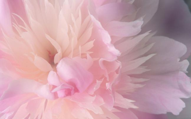 wallpaper zone: Pink Flower Wallpaper HQ