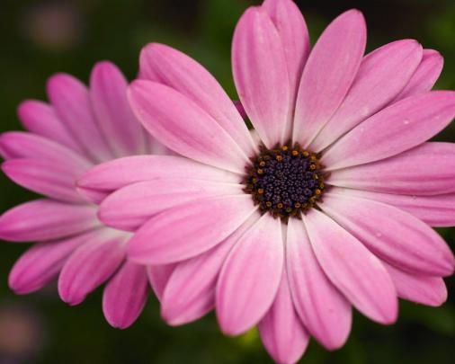 Pink Flowers Desktop Wallpapers