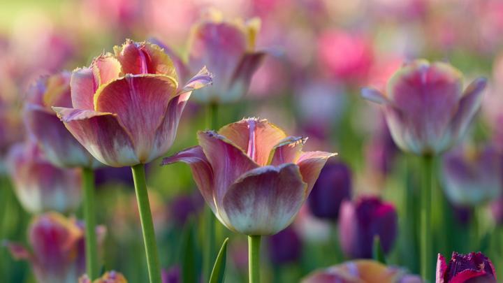 Desktop wallpaper tulips flowers, pink-white, flowerbed, hd image 