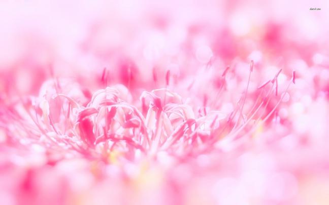 Aesthetic Flowers Desktop Wallpapers - Top Free Aesthetic Flowers 