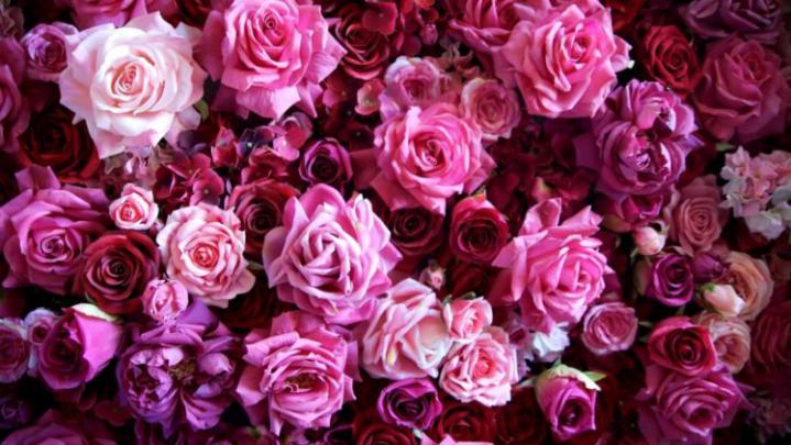 , Flower, Rose, Pink, Texture Wallpapers HD \/ Desktop and Mobile 
